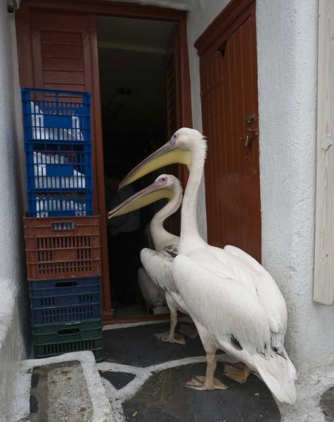 Greece, Mykonos, Hora Two pelicans in restaurant